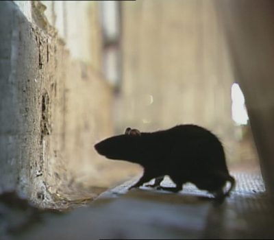 rodents control